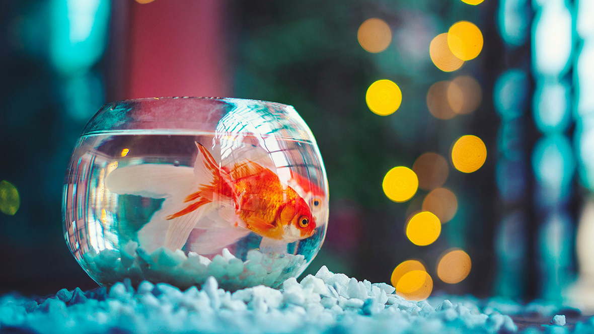 Goldfish in a bowl